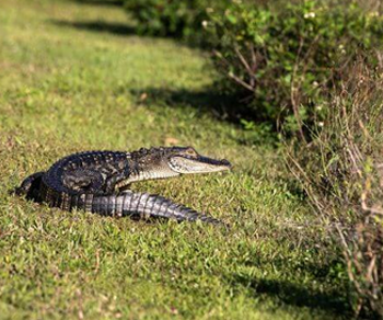 alligator in green grass