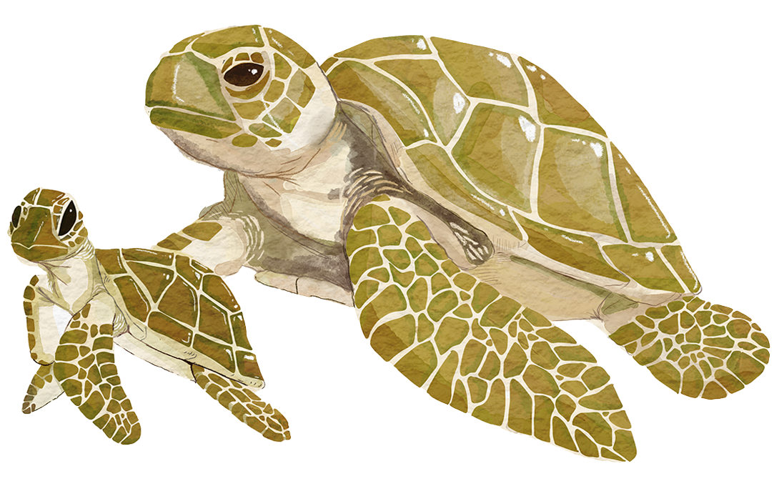 illustration of baby and mother seaturtles