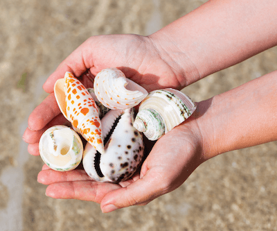 Shelling with Care: Sustainable Practices on Bradenton Area Beaches