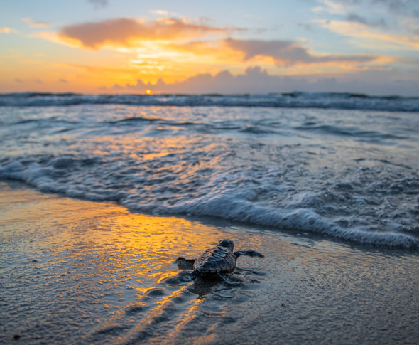 baby turtle heading towards the ocean at sunset