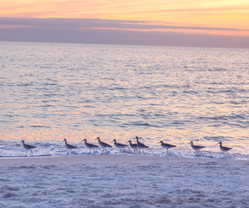 a group of sandpipers on the shoreline at sunset