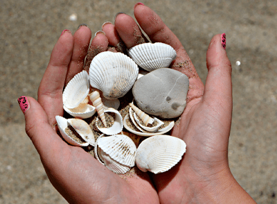 hand holding multiple found shells