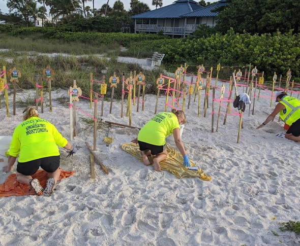 turtle watch volunteers on the beach with many turtle nests marked off