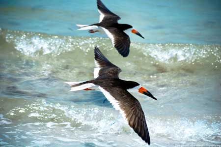 Coastal Birds and Where to Find Them