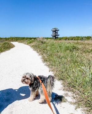 dog on a leash in Robinson Preserve with a view of the tower