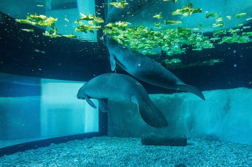 Making a Difference for Our Manatees