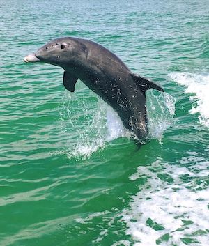 Spotting Dolphins in Bradenton Area Waters