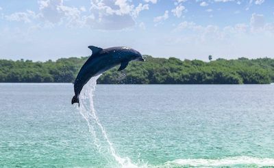 Spotting Dolphins in Bradenton Area Waters
