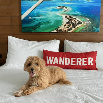 dog laying on a bed in a tropical themed hotel room