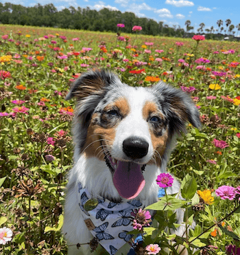 australian shepherd in a field of flowers