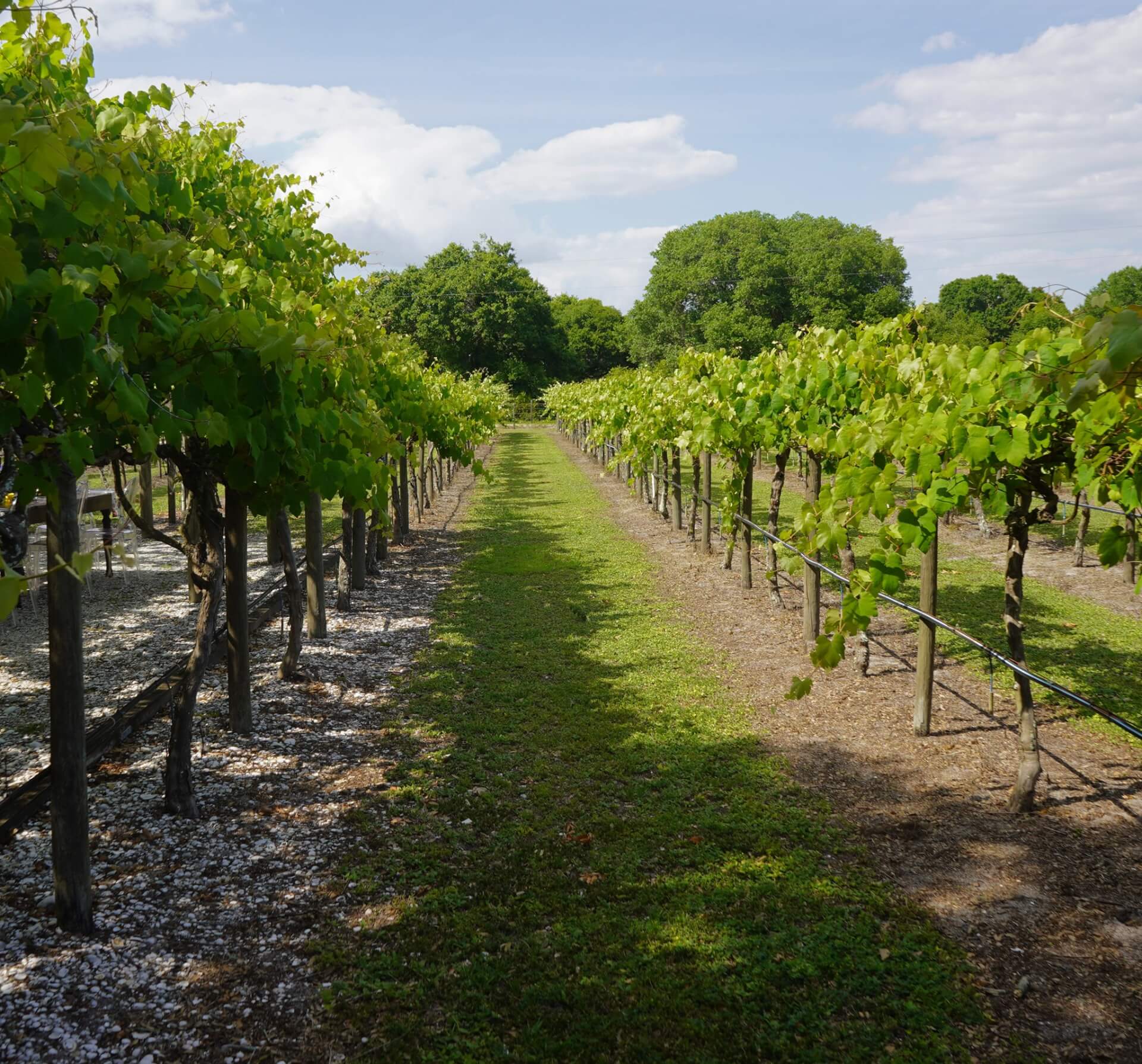 grape vineyard at Fiorelli Vineyard