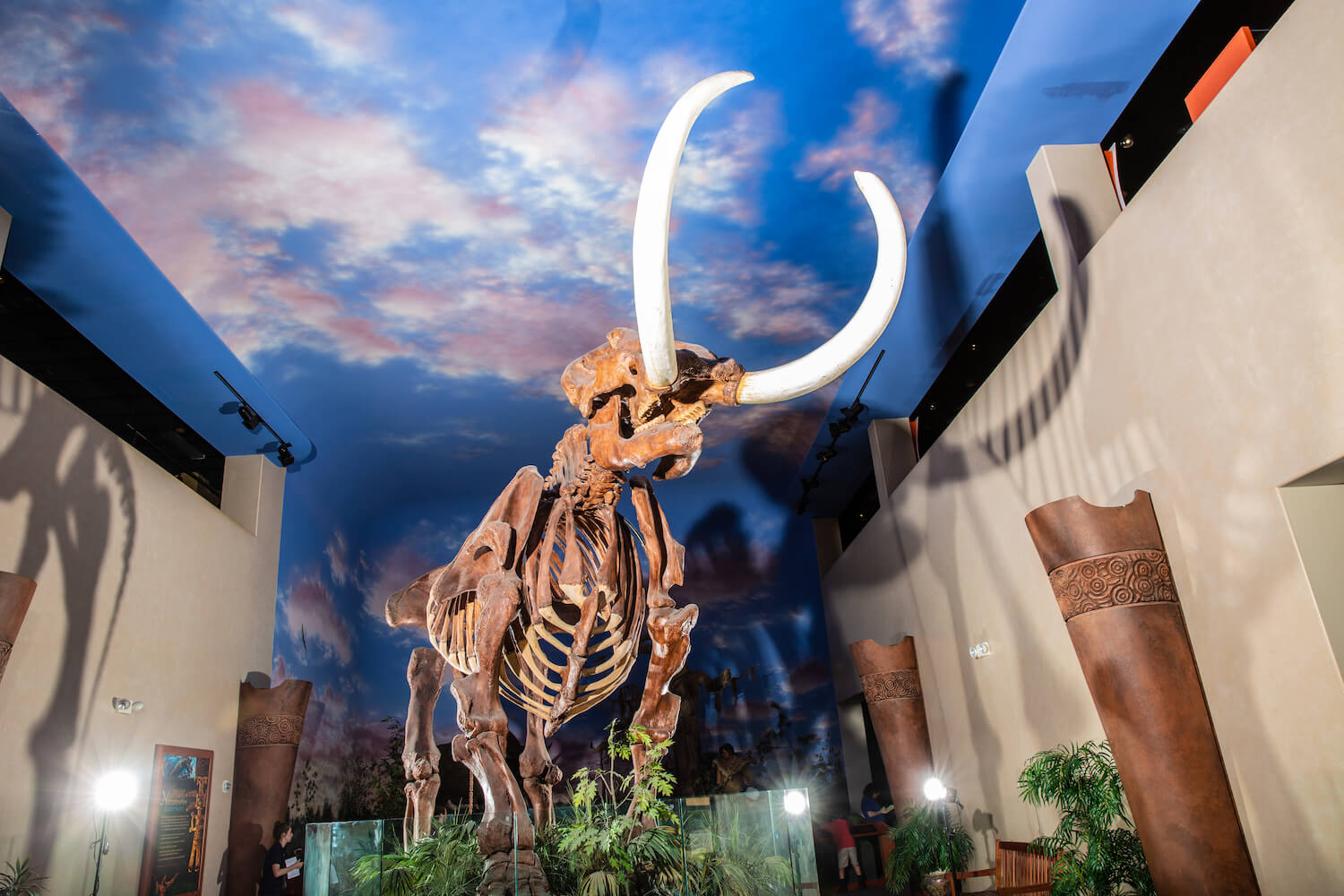 Priscilla the mastodon at the The The Bishop Museum of Science + Nature