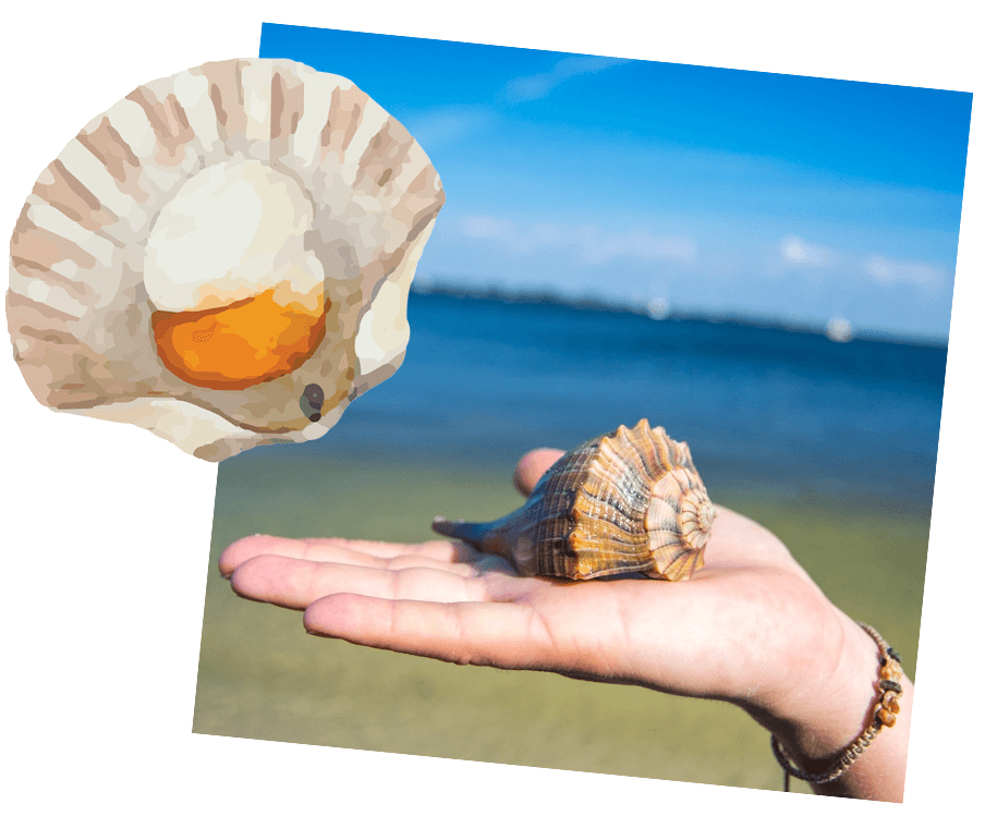 person holding shell at the beach