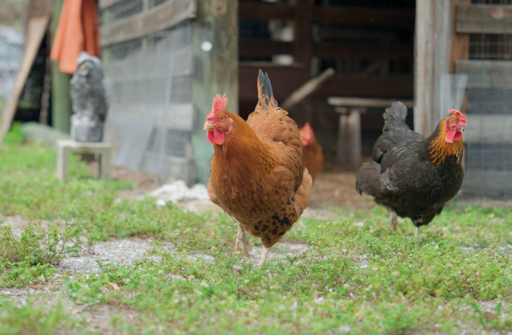 chickens at manatee village historical park