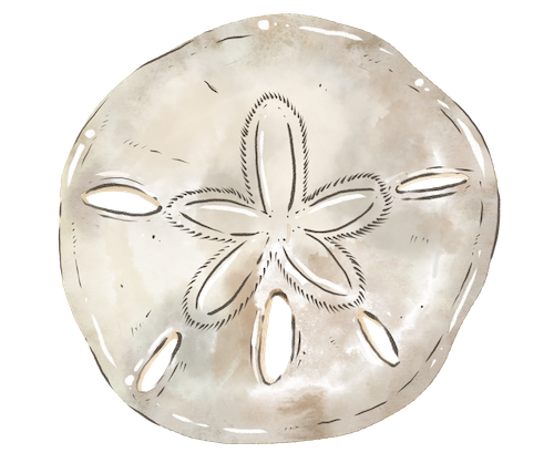 illustrated sand dollar