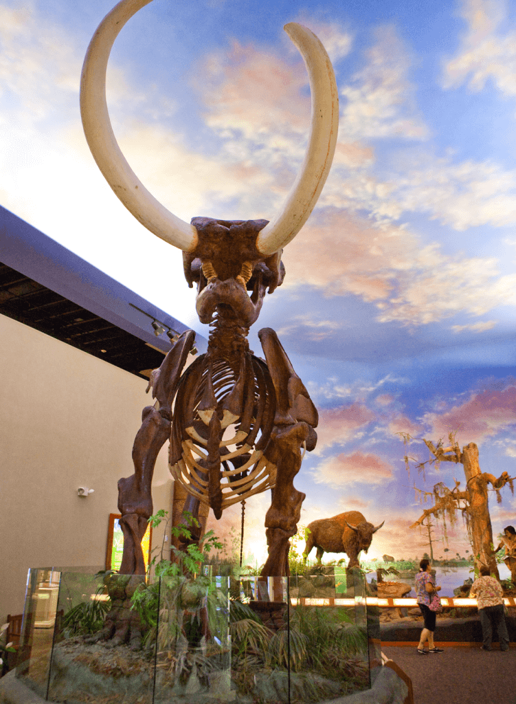 large mastodon skeleton in bishop museum of science and nature